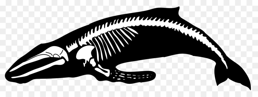 Humpback whale Human skeleton Blue whale - whale png download - 2228*814 - Free Transparent Whale png Download.