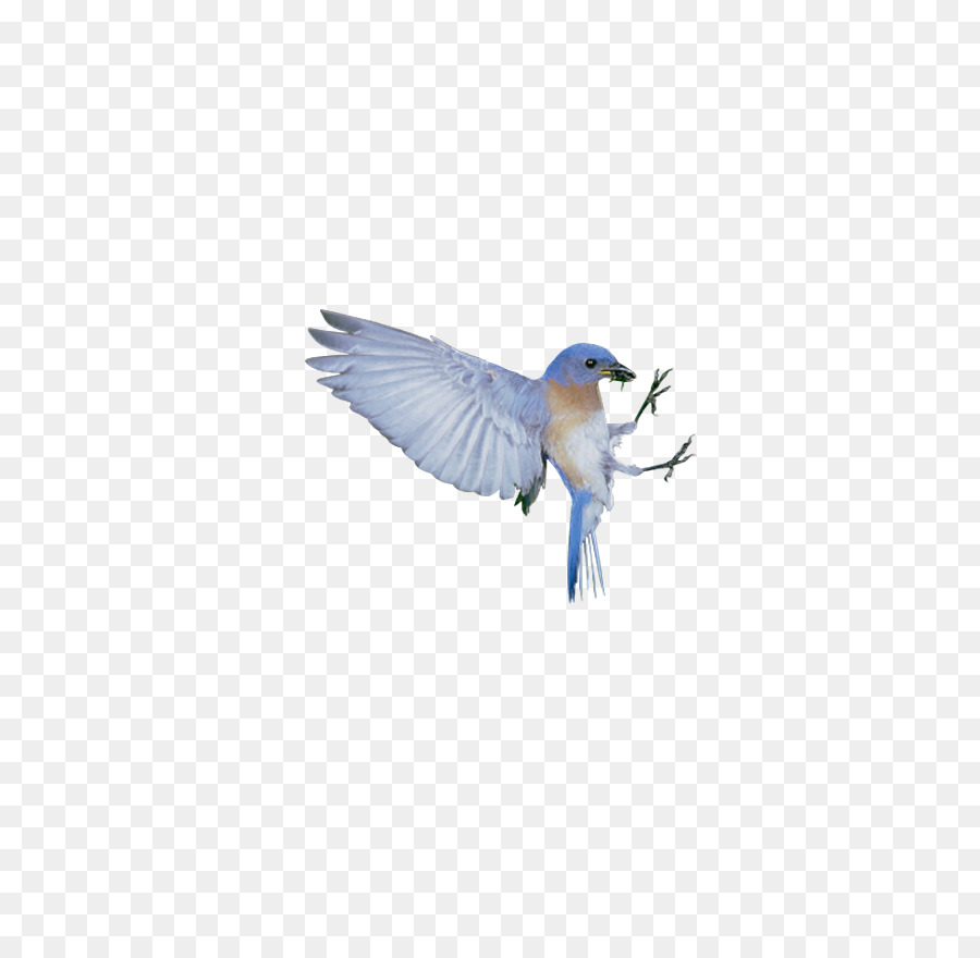 The Blue Bird Syndrome Happiness - White Sparrow png download - 778*876 - Free Transparent Blue Bird png Download.