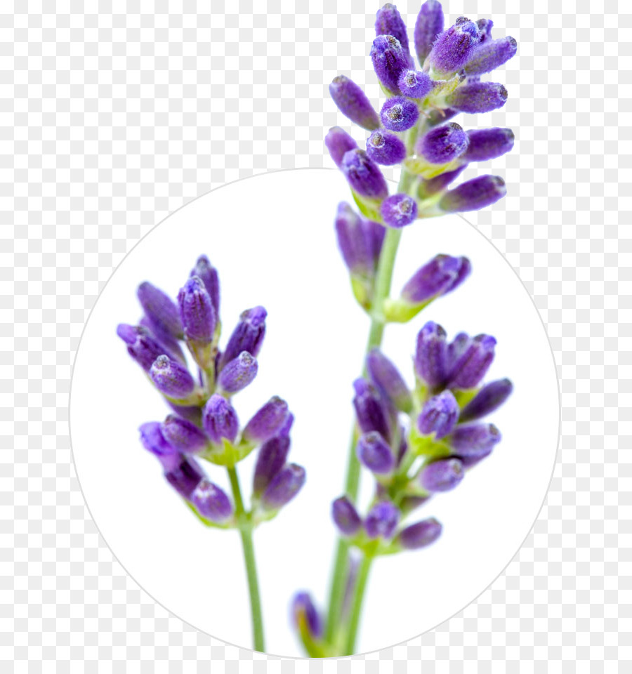 English lavender Flower Stock photography Lavender oil - lavender png download - 710*947 - Free Transparent English Lavender png Download.
