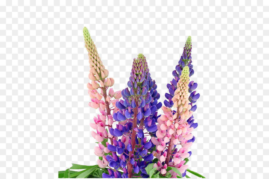 Texas bluebonnet Stock photography - alliance supplement png seed extract png download - 597*597 - Free Transparent Bluebonnet png Download.