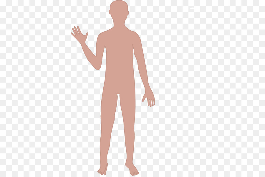 Human body Cartoon Drawing Homo sapiens Clip art - Body Cliparts png download - 420*596 - Free Transparent  png Download.