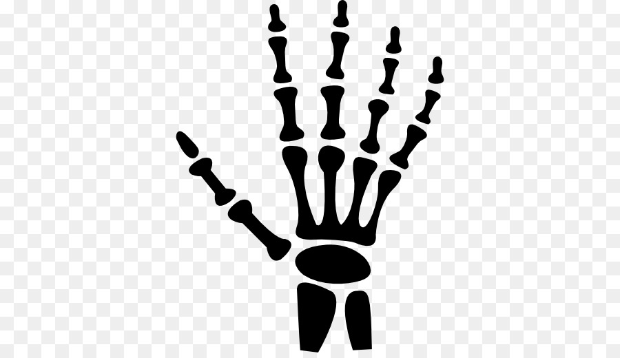 Hand Human skeleton Bone - bones png download - 512*512 - Free Transparent Hand png Download.