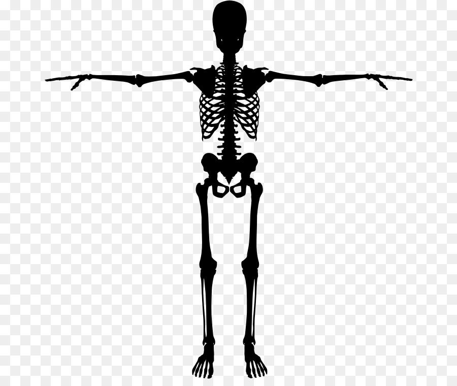 Human skeleton Bone Silhouette - Skeleton png download - 726*746 - Free Transparent Human Skeleton png Download.