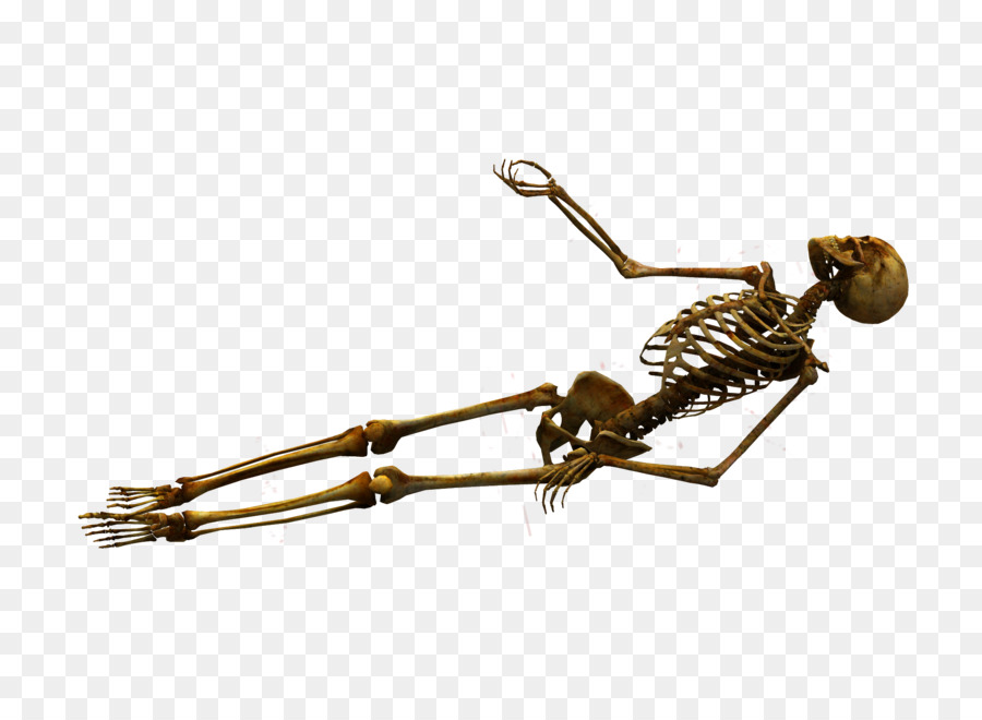 Human skeleton Bone Skull - skeleton png download - 2100*1500 - Free Transparent Skeleton png Download.