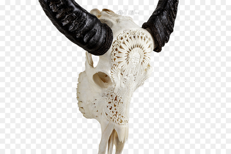 Cattle Horn Animal Skulls Bone - skull png download - 600*600 - Free Transparent Cattle png Download.