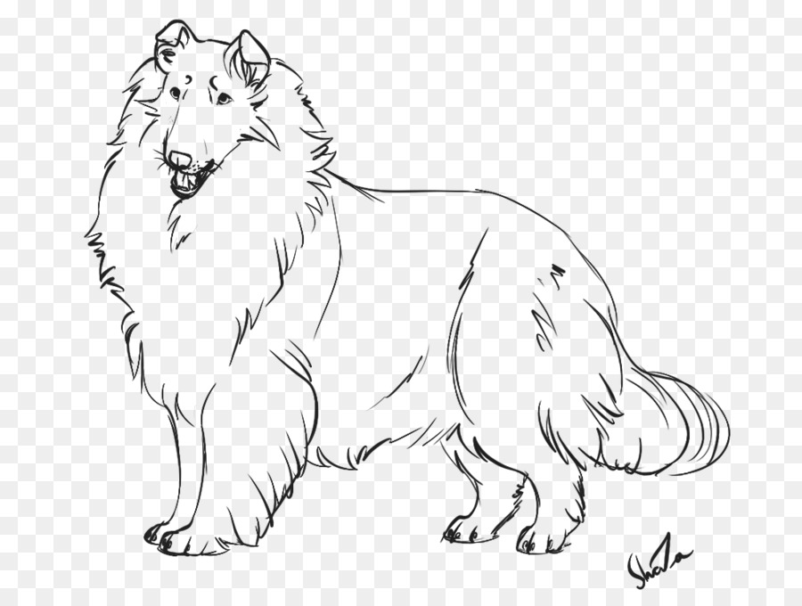 Border Collie Rough Collie English Shepherd Dog breed Puppy - border sketch png download - 800*678 - Free Transparent Border Collie png Download.