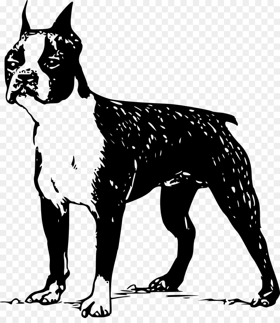 Boston Terrier Scottish Terrier Clip art Vector graphics -  png download - 2109*2400 - Free Transparent Boston Terrier png Download.