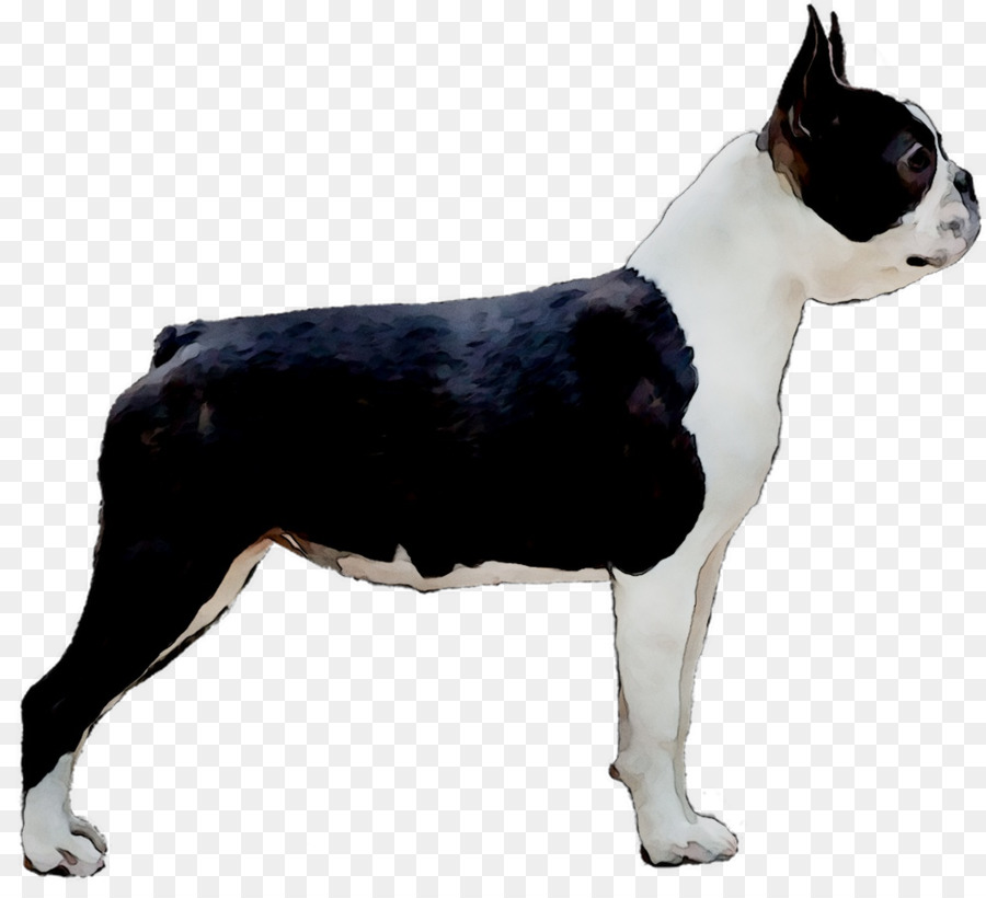 Boston Terrier Toy Bulldog Dog breed Companion dog English White Terrier -  png download - 1121*1008 - Free Transparent Boston Terrier png Download.