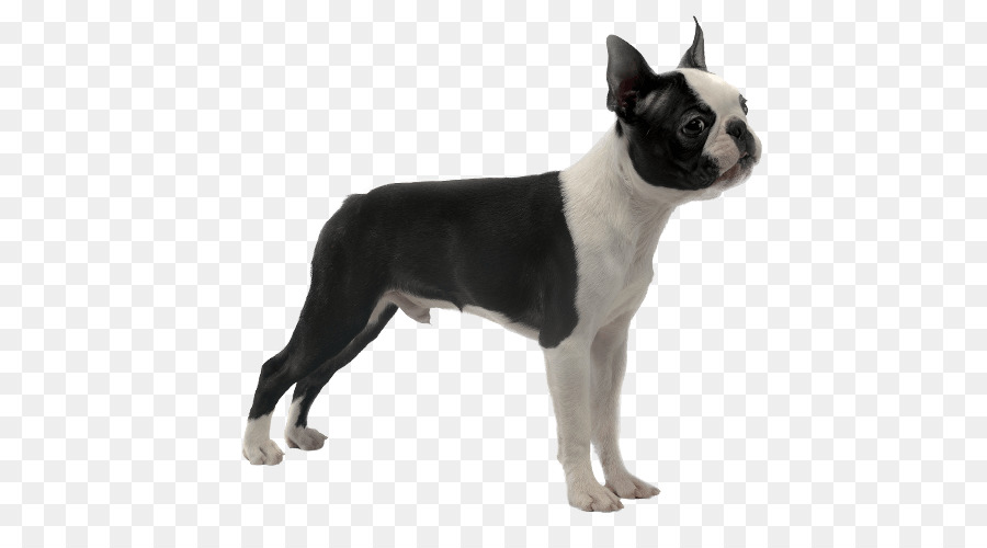 Boston Terrier Toy Bulldog Valley Bulldog Dog breed English White Terrier - others png download - 567*489 - Free Transparent Boston Terrier png Download.