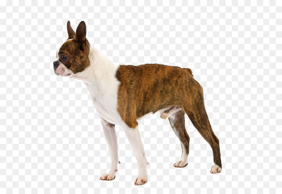 Boston Terrier Puppy Raincoat Pet Dog breed - A pet dog png download - 1024*683 - Free Transparent Boston Terrier png Download.