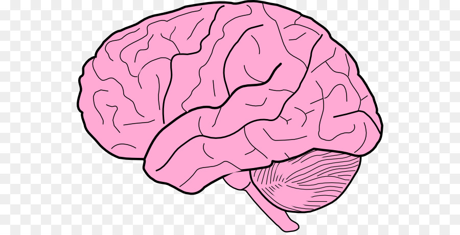 Human brain Drawing Free content Clip art - Brain Cliparts png download - 600*455 - Free Transparent  png Download.