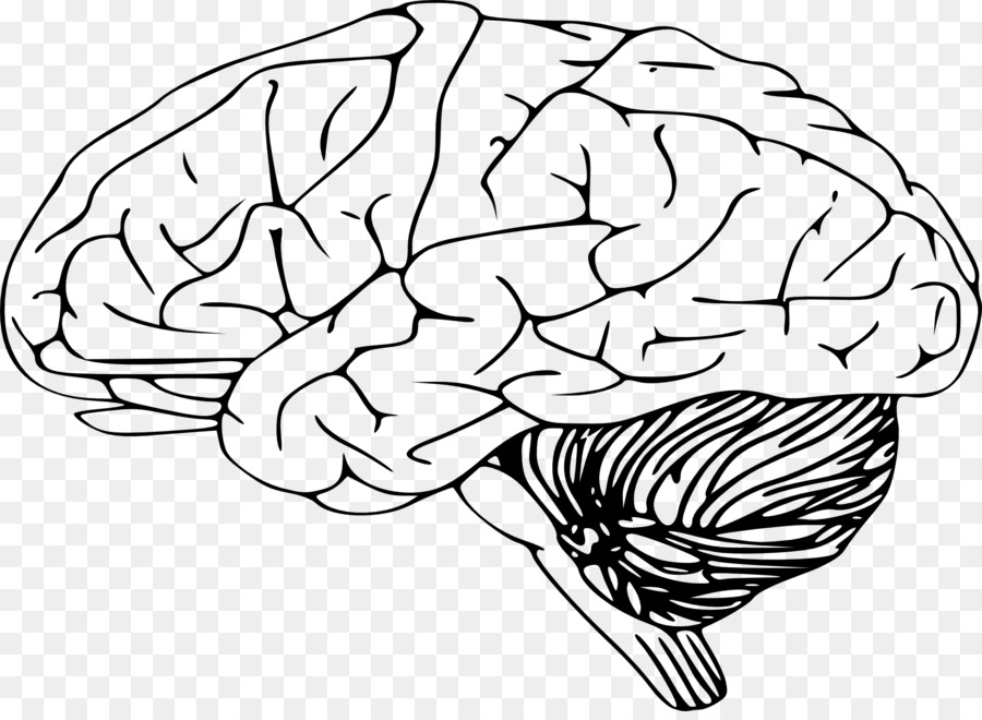 Human brain Clip art - daily life png download - 1920*1390 - Free Transparent  png Download.