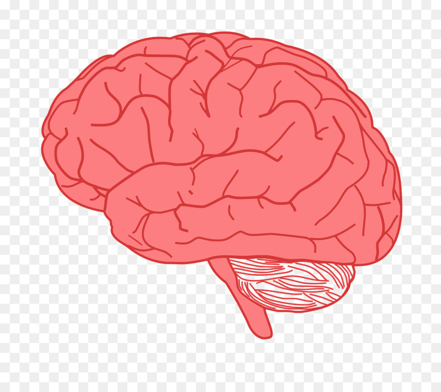 Human brain Clip art - Popular Cliparts png download - 900*791 - Free Transparent  png Download.