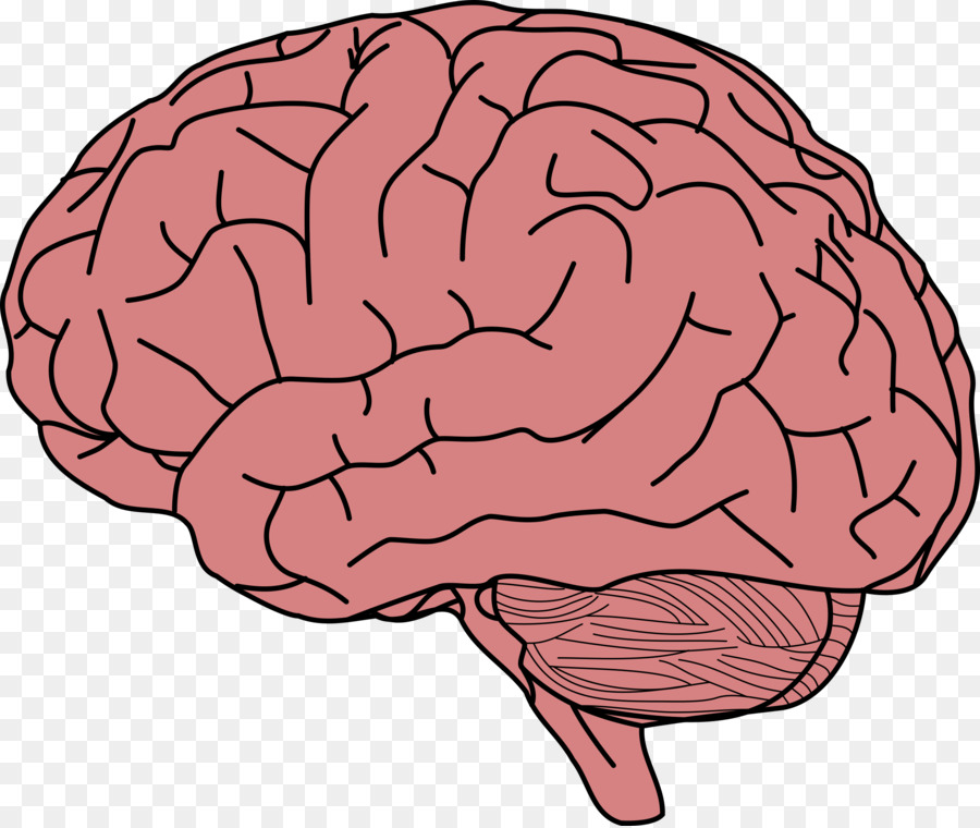 Human brain Memory Clip art - Brain png download - 2400*2021 - Free Transparent  png Download.