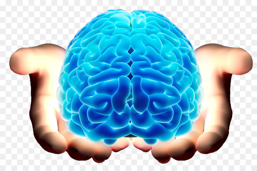 Brain Neurology Neurosurgery Spinal cord - Brain png download - 1233*798 - Free Transparent  png Download.