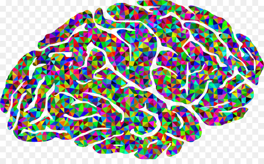 Human brain Color Clip art - Brain png download - 2342*1416 - Free Transparent  png Download.