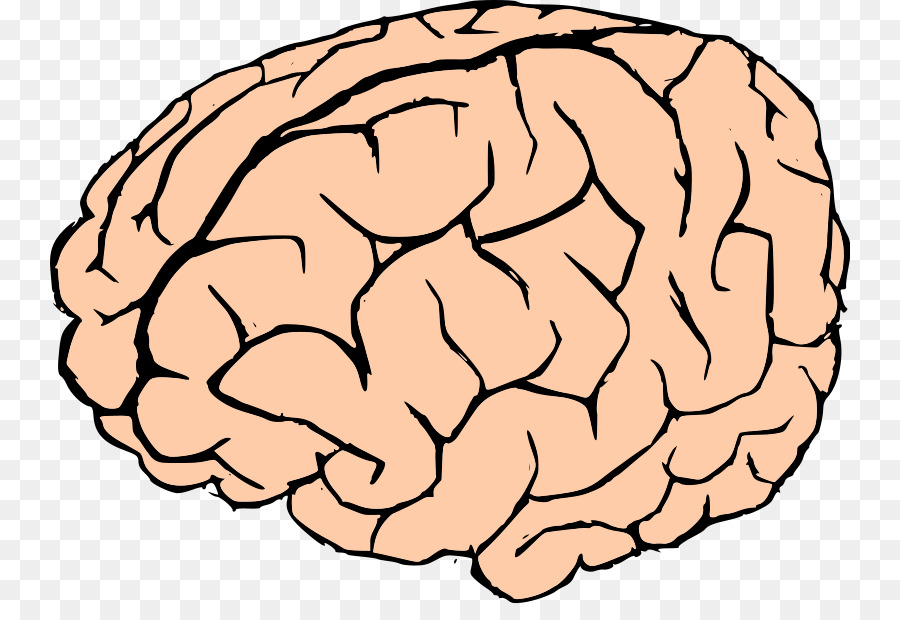 Brain Thumbnail Clip art - Brain Drawing Cliparts png download - 800*604 - Free Transparent  png Download.