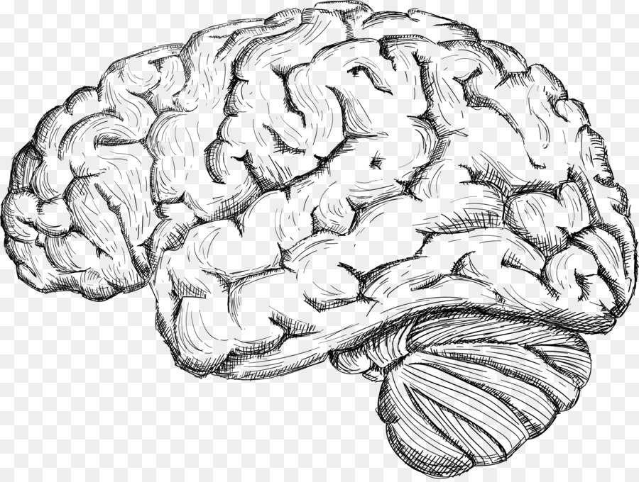 Human brain Drawing Cerebrum - Sketch the human brain png download - 2108*1583 - Free Transparent  png Download.