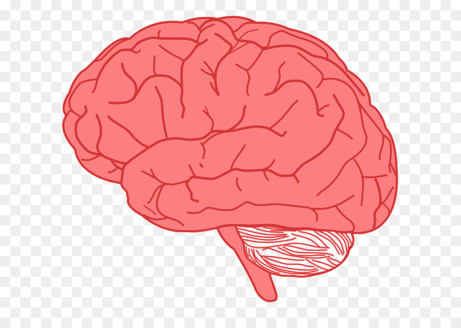 Brain Clip art - Cute Brain Cliparts png download - 742*633 - Free Transparent  png Download.