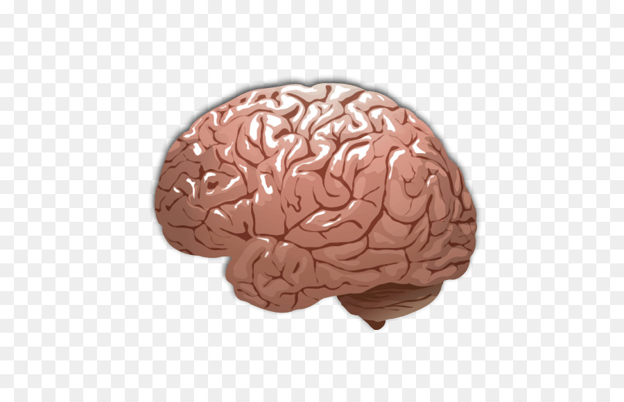 Human brain Color - Brain png download - 667*577 - Free Transparent  png Download.