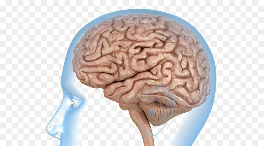 Human brain Anatomy Human body Knee - Brain png download - 645*500 - Free Transparent  png Download.