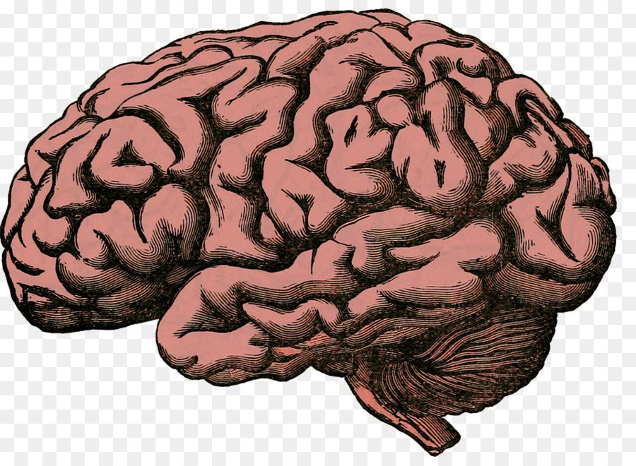 Brain Medicine Cerebral edema Disease Clouding of consciousness - brainhd png download - 960*690 - Free Transparent  png Download.