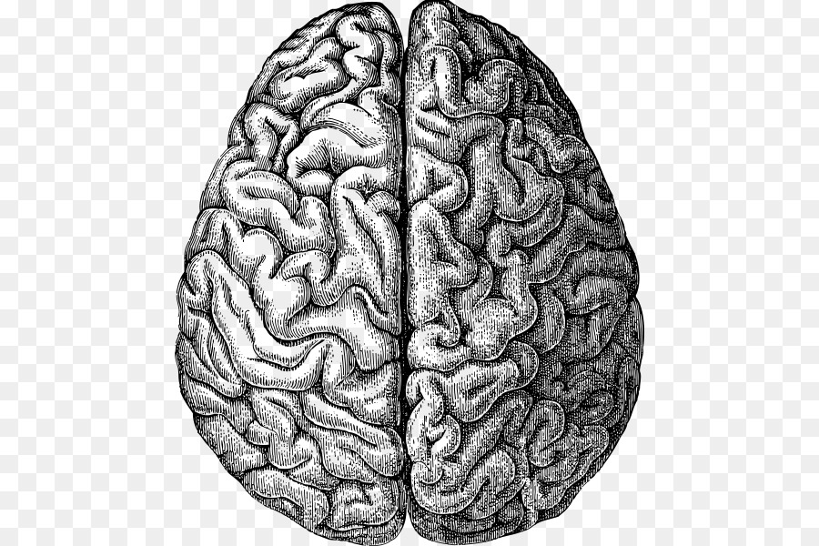Human brain Drawing - Brain png download - 600*600 - Free Transparent  png Download.