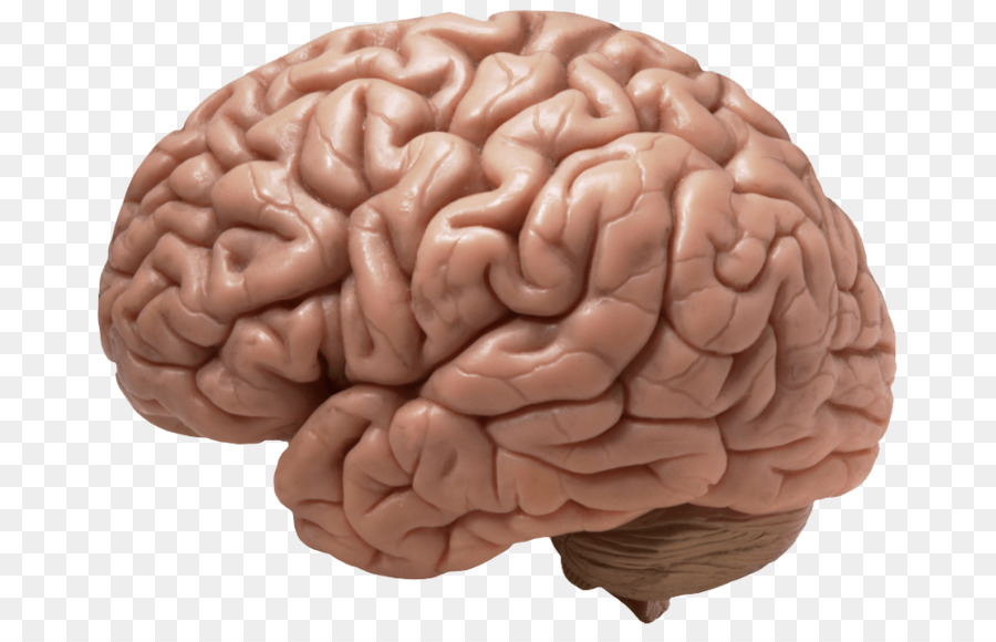 Human brain Clip art - Brain png download - 990*622 - Free Transparent  png Download.