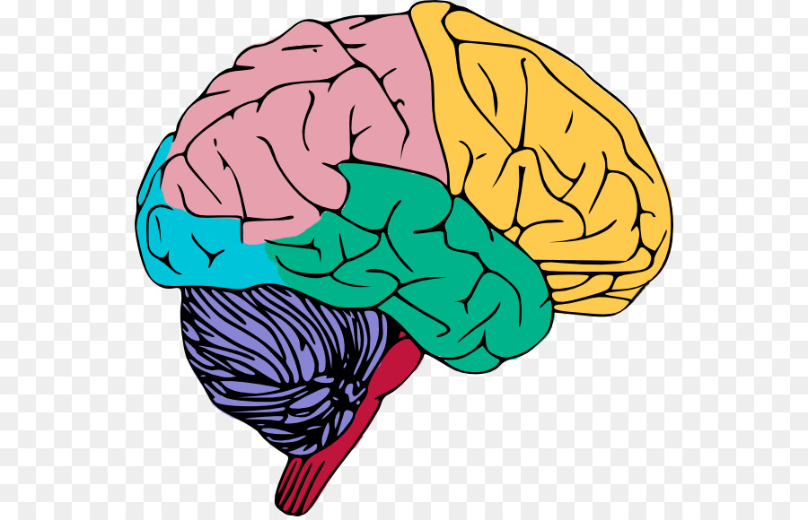 Human brain Free content Public domain Clip art - Brain Cliparts Transparent png download - 600*576 - Free Transparent  png Download.