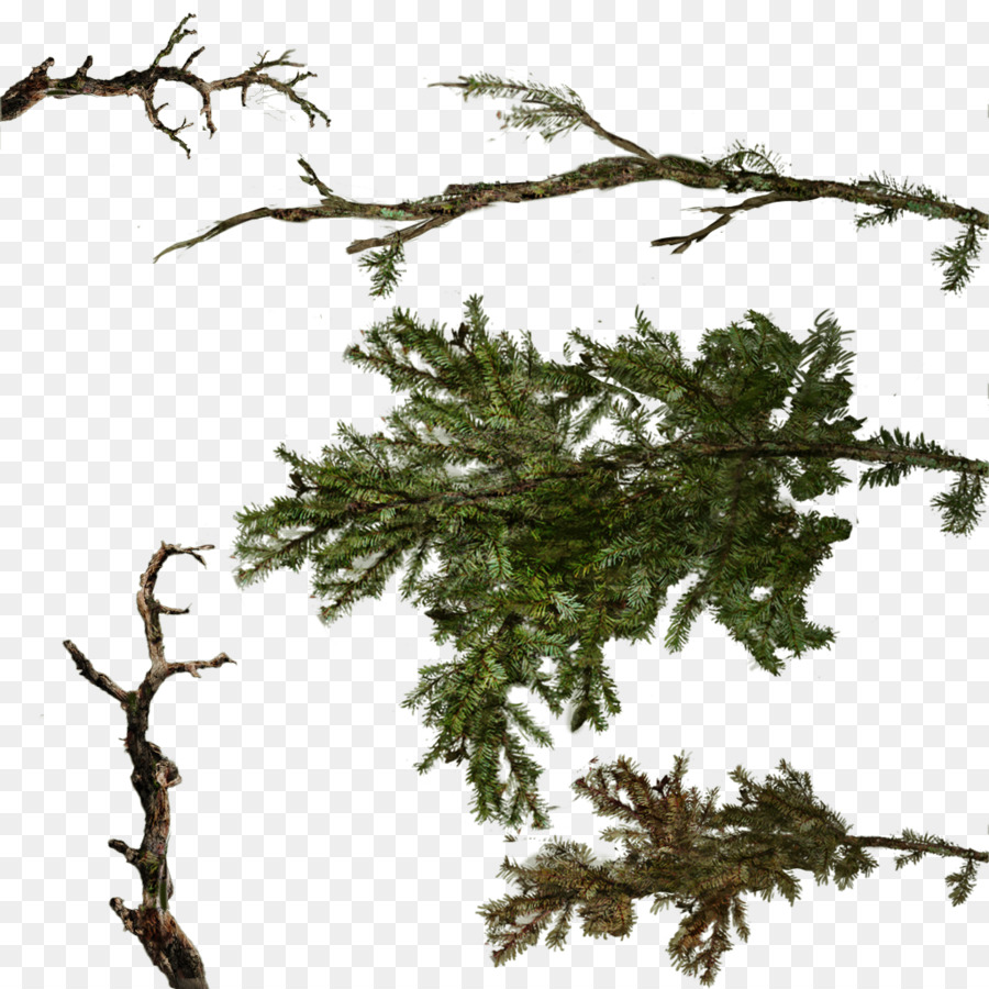 Branch Tree Twig - fir-tree png download - 1024*1024 - Free Transparent Branch png Download.