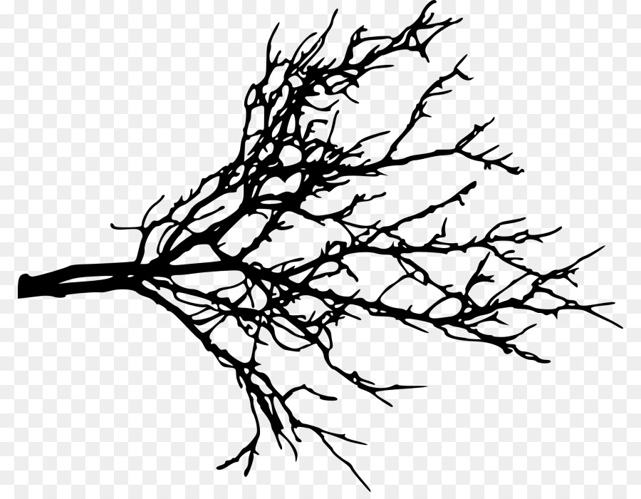 Branch Portable Network Graphics Clip art Tree Twig - tree outline png transparent png download - 850*690 - Free Transparent Branch png Download.