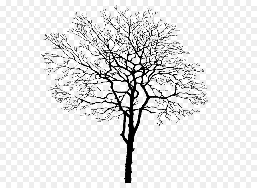 Tree Branch Trunk - Tree branches png download - 800*800 - Free Transparent Tree png Download.