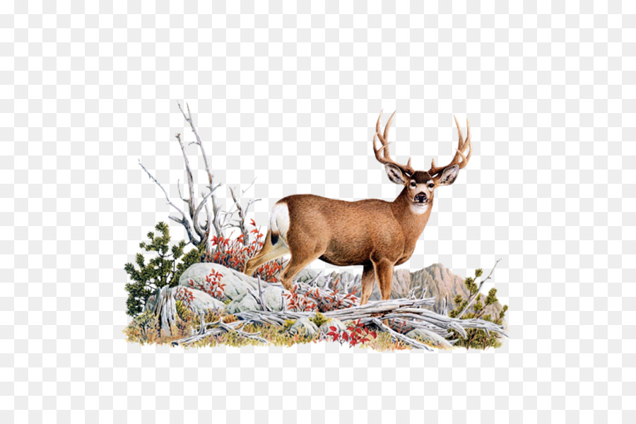 White-tailed deer Mule deer Red deer - Deer png download - 600*600 - Free Transparent Whitetailed Deer png Download.