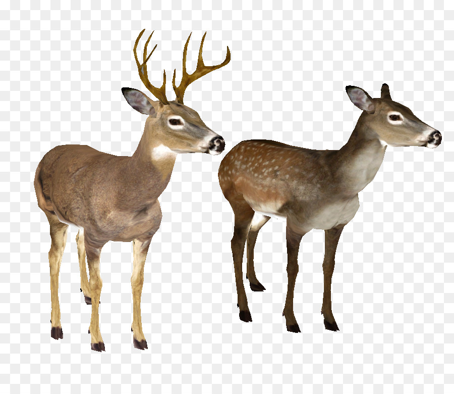 White-tailed deer Clip art - Whitetail Deer Head PNG png download - 889*774 - Free Transparent Deer png Download.