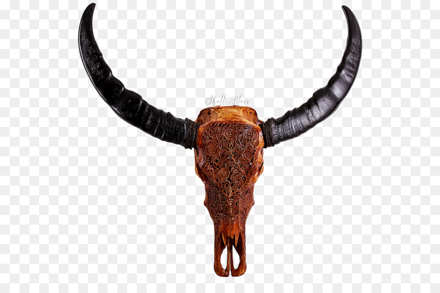 Cattle Water buffalo Horn Ox Dragon - buffalo skull png download - 600*600 - Free Transparent Cattle png Download.