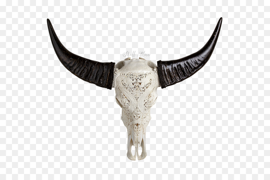 Animal Skulls Horn Bone Head - buffalo skull png download - 600*600 - Free Transparent Animal Skulls png Download.