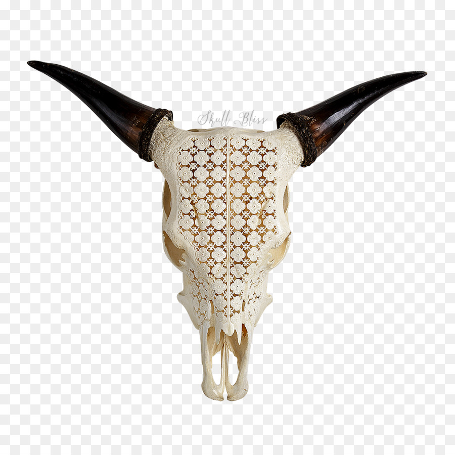 Cattle XL Horns Skull Water buffalo - skull png download - 1000*982 - Free Transparent Cattle png Download.