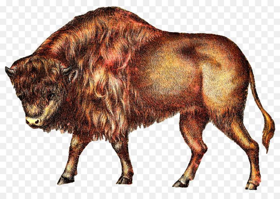 Buffalo Cattle Clip art - buffalo png download - 1600*1130 - Free Transparent Buffalo png Download.