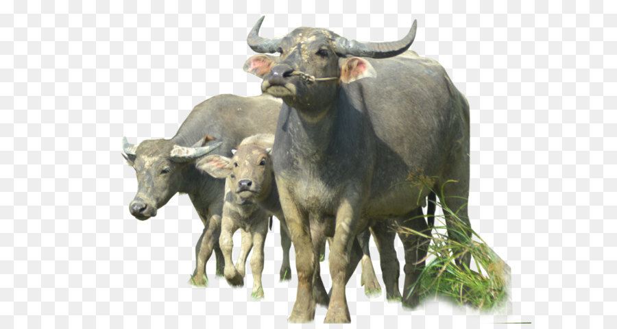 Water buffalo - Buffalo Png Image png download - 1024*743 - Free Transparent Water Buffalo png Download.