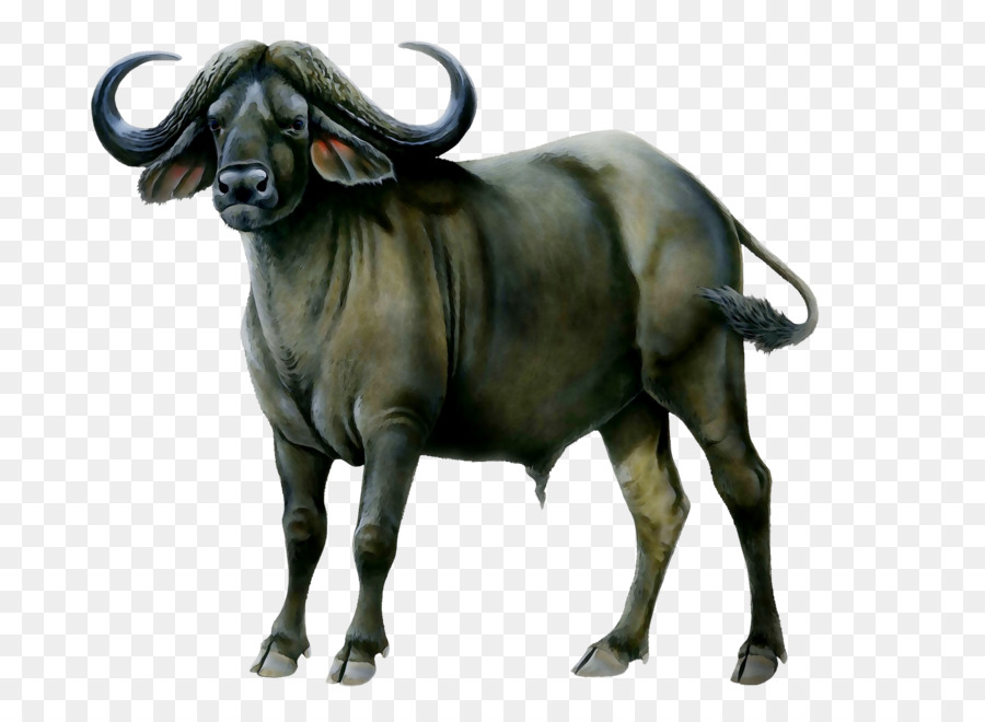 Water buffalo American bison African buffalo Portable Network Graphics Animal -  png download - 3000*2186 - Free Transparent Water Buffalo png Download.
