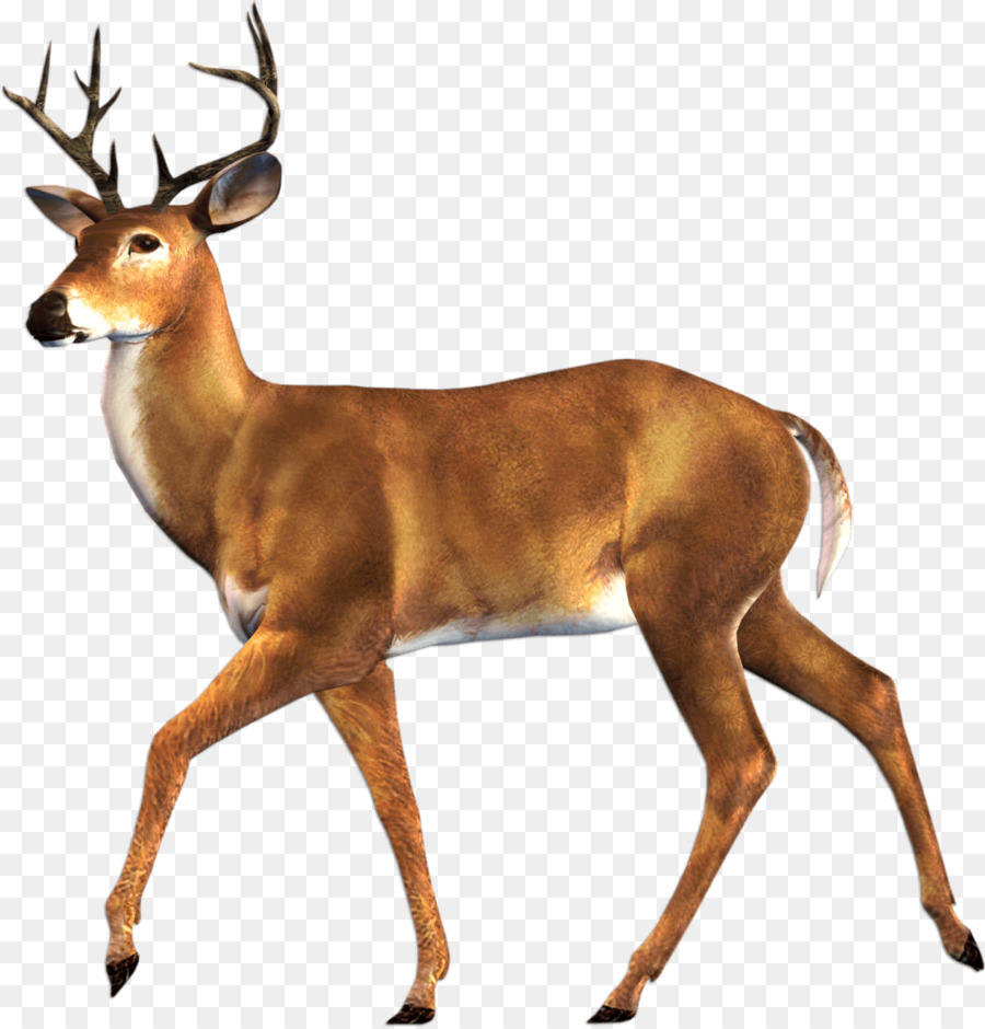 Red deer Moose Elk Chital - moose silhouette png elk png download - 1227*1280 - Free Transparent Red Deer png Download.
