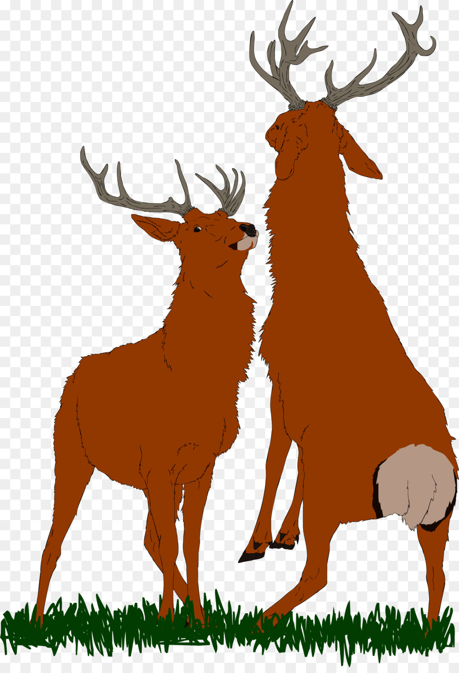 Elk Reindeer Antler Terrestrial animal Clip art - BULL FIGHTING png download - 900*1309 - Free Transparent Elk png Download.