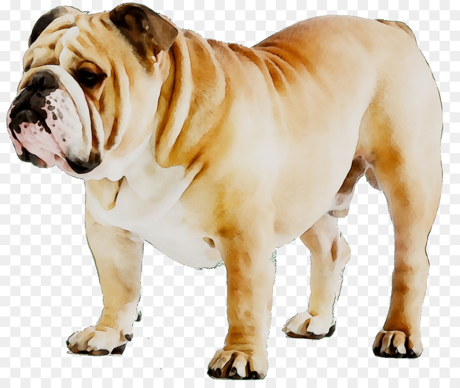 French Bulldog Puppy Dog breed American Bulldog -  png download - 1553*1297 - Free Transparent  Bulldog png Download.
