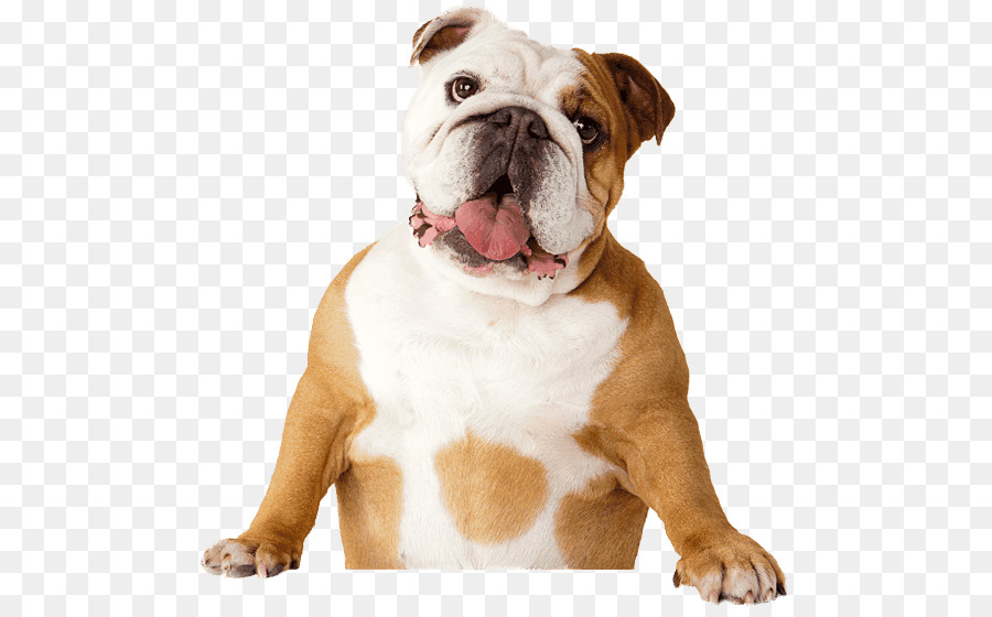 Bulldog Pet sitting Dental Calculus Dental plaque Bad breath - bulldog png download - 546*560 - Free Transparent  Bulldog png Download.