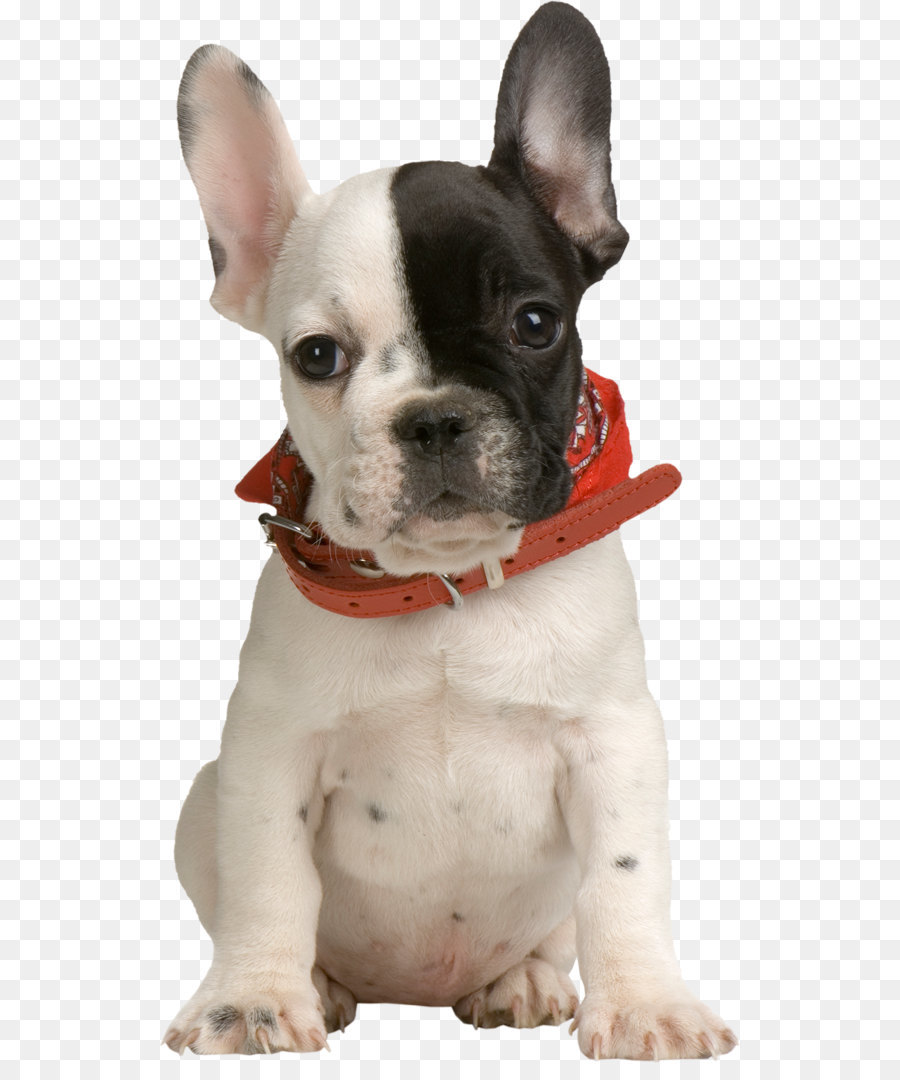 French Bulldog Puppy Pet Clothing - Puppy PNG Clipart png download - 582*1063 - Free Transparent French Bulldog png Download.
