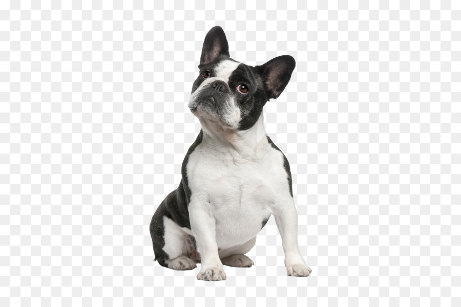 French Bulldog Boston Terrier American Bulldog American Staffordshire Terrier - promotion border png download - 600*600 - Free Transparent French Bulldog png Download.