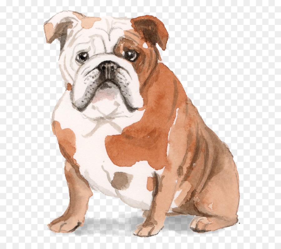 French Bulldog Dachshund Puppy Pug - puppy png download - 733*800 - Free Transparent  Bulldog png Download.