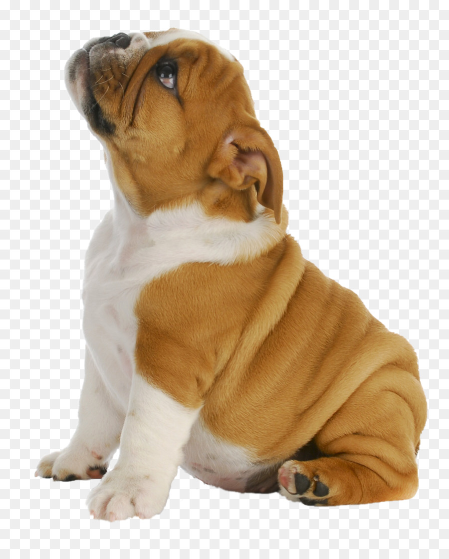 French Bulldog Puppy Pug Toy Bulldog - puppy png download - 966*1200 - Free Transparent  Bulldog png Download.