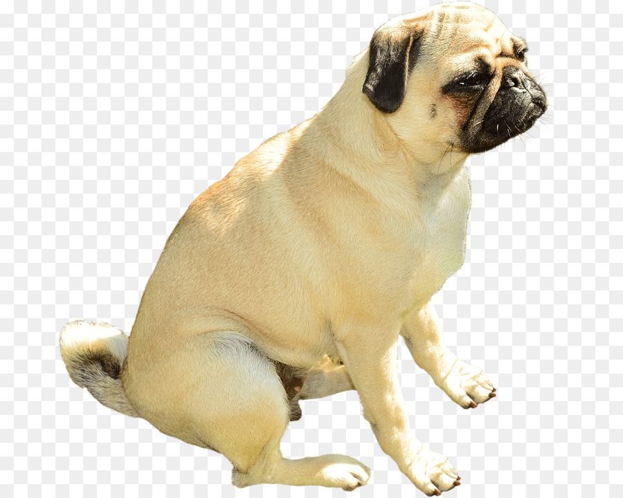 Pug Puppy Bulldog Chihuahua Basset Hound - puppy png download - 733*720 - Free Transparent Pug png Download.