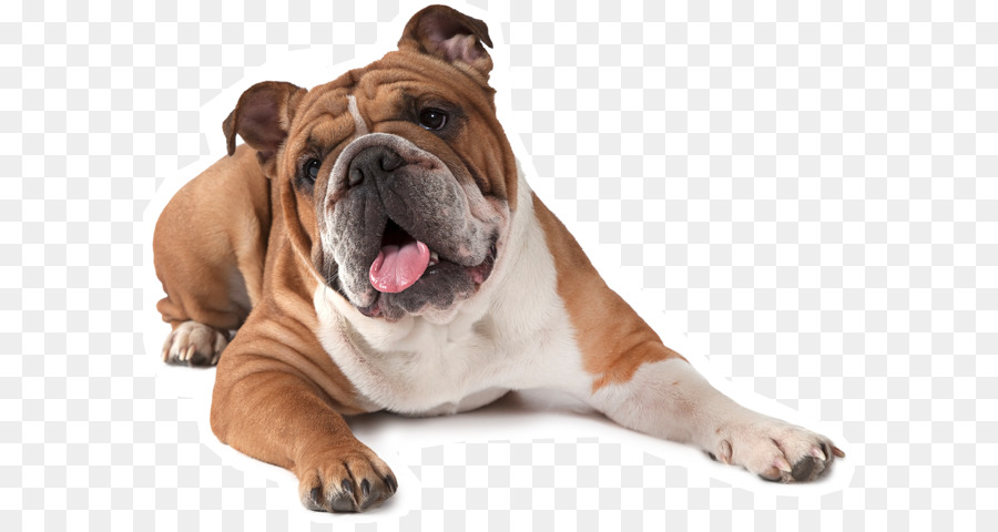 French Bulldog American Bulldog Puppy Boxer - bull dog png download - 642*472 - Free Transparent  Bulldog png Download.